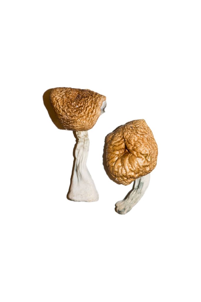 Burmese-Magic-Mushrooms-683x1024